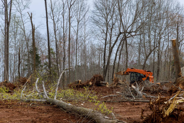 How Our Tree Care Process Works  in  Greenfield, MO